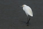 Little egret. Adult in partial breeding plumage. Manawatu River estuary, June 2018. Image © Imogen Warren by Imogen Warren.