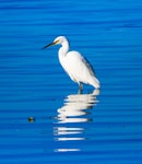 Little egret. Adult. Rangaunu Harbour, August 2018. Image © Les Feasey by Les Feasey.