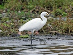 Little egret. Adult fishing in lake. Lake Horowhenua, July 2013. Image © Duncan Watson by Duncan Watson.