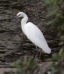 Little egret. Adult. Waikanae Beach lagoon, March 2006. Image © Roger Smith by Roger Smith.