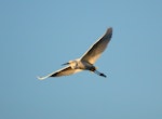 Little egret. Adult in flight. Ohau estuary, August 2012. Image © Craig Steed by Craig Steed.