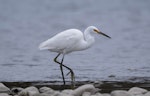 Little egret. Adult. Ashley River estuary, May 2023. Image © Ben Ackerley by Ben Ackerley.