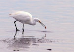 Little egret. Adult with food item. Lake Horowhenua, May 2013. Image © Alex Scott by Alex Scott.