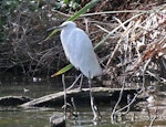 Little egret. Adult. Haumoana, April 2010. Image © Duncan Watson by Duncan Watson.