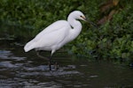 Little egret. Adult. Ferrymead, Christchurch, May 2023. Image © Ben Ackerley by Ben Ackerley.