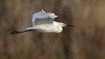 Little egret. Adult in breeding condition in flight. Western Treatment Plant, Werribee, Victoria, December 2014. Image © Ian Wilson 2014 birdlifephotography.org.au by Ian Wilson.