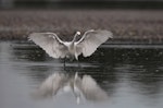 Little egret. Adult 'dancing' after fish. Ahuriri estuary, Napier, May 2015. Image © Adam Clarke by Adam Clarke.