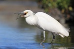 Little egret. Adult swallowing small fish. Haumoana Lagoon, Hawke's Bay, November 2011. Image © Adam Clarke by Adam Clarke.