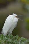 Little egret. Adult yawning. Haumoana, Hawke's Bay, October 2011. Image © Neil Fitzgerald by Neil Fitzgerald.