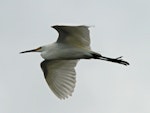 Little egret. Adult in flight. Lake Horowhenua, July 2013. Image © Duncan Watson by Duncan Watson.