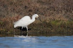 Little egret. Adult foot-raking for prey. Ahuriri estuary, Napier, June 2015. Image © Adam Clarke by Adam Clarke.