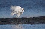 Little egret. Adult ruffling feathers during preening session. Ahuriri estuary, Napier, May 2015. Image © Adam Clarke by Adam Clarke.