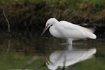 Little egret. Adult stirring up creek sediment while foraging. Anderson Park, Taradale, Napier, September 2014. Image © Adam Clarke by Adam Clarke.