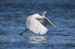 Little egret. Adult taking flight from water. Ahuriri estuary, Napier, May 2015. Image © Adam Clarke by Adam Clarke.