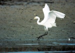 Little egret. Foraging adult. Manawatu River estuary, April 2000. Image © Alex Scott by Alex Scott.