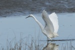 Little egret. Adult foraging, showing under wing. Manawatu River estuary, June 2018. Image © Imogen Warren by Imogen Warren.