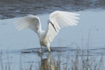 Little egret. Adult foraging. Manawatu Estuary, June 2018. Image © Imogen Warren by Imogen Warren.