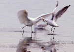 Little egret. Adult feeding, with a juvenile red-billed gull in attendance. Lake Horowhenua, May 2013. Image © Alex Scott by Alex Scott.