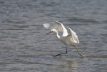 Little egret. Adult hunting. Western Treatment Plant, Werribee, Victoria, Australia, November 2008. Image © Sonja Ross by Sonja Ross.