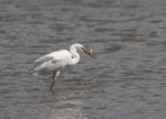 Little egret. Adult with fish. Western Treatment Plant, Werribee, Victoria, Australia, November 2008. Image © Sonja Ross by Sonja Ross.