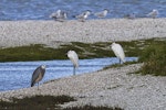 Little egret. Two adults roosting with a white-faced heron. Manukau Harbour, July 2013. Image © Bruce Buckman by Bruce Buckman.