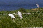 Little egret. Adults waiting for tide to recede for feeding. Manukau Harbour, July 2013. Image © Bruce Buckman by Bruce Buckman.