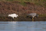 Little egret. Adult foraging in company of white-faced heron. Ahuriri estuary, Napier, June 2015. Image © Adam Clarke by Adam Clarke.