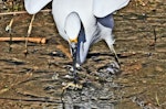 Little egret. Adult with fish. Te Awanga Lagoon, May 2012. Image © Dick Porter by Dick Porter.