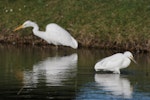 Little egret. Adult foraging in association with white heron. Anderson Park, Taradale, Napier, September 2014. Image © Adam Clarke by Adam Clarke.