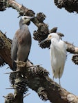 Little egret. Adult with some breeding plumage next to white-faced heron for comparison. Unahi Wharf, November 2019. Image © Scott Brooks (ourspot) by Scott Brooks.