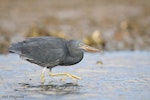 Reef heron | Matuku moana. Adult stalking. Port Charles, Coromandel Peninsula, May 2009. Image © Neil Fitzgerald by Neil Fitzgerald.