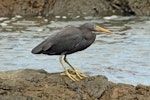 Reef heron | Matuku moana. Adult on rocks. Green Point, Wellington west coast, November 2016. Image © Duncan Watson by Duncan Watson.