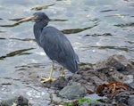 Reef heron | Matuku moana. Adult showing filoplumes on back and foreneck. Island Bay, Wellington, April 2009. Image © Duncan Watson by Duncan Watson.