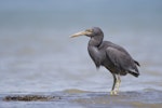 Reef heron | Matuku moana. Adult. Motutapu Island, October 2018. Image © Oscar Thomas by Oscar Thomas.