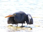 Reef heron | Matuku moana. Adult stalking. Waipu estuary, Northland, November 2012. Image © Thomas Musson by Thomas Musson.