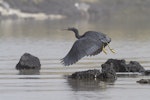 Reef heron | Matuku moana. Adult taking flight. Manukau Harbour, September 2015. Image © Bruce Buckman by Bruce Buckman.