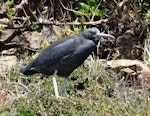 Reef heron | Matuku moana. Juvenile. Taputeranga Island, Wellington, October 2017. Image © Jonathan Walter by Jonathan Walter.