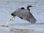 Reef heron | Matuku moana. Adult taking flight. Waiwera estuary, North Auckland, October 2009. Image © Martin Sanders by Martin Sanders.