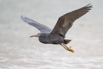 Reef heron | Matuku moana. Adult in flight. Paihia, June 2020. Image © Tony Whitehead by Tony Whitehead.