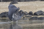 Reef heron | Matuku moana. Adult foraging. Manukau Harbour, September 2015. Image © Bruce Buckman by Bruce Buckman.