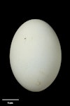 Reef heron | Matuku moana. Egg 45.8 x 32.9 mm (NMNZ OR.025362, collected by Richard Parrish). Motukaroro Island, Whangarei Harbour, January 1995. Image © Te Papa by Jean-Claude Stahl.