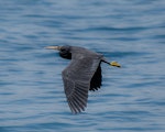 Reef heron | Matuku moana. Adult in flight. Mauao, Tauranga, November 2020. Image © Nicole Baker by Nicole Baker.