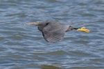 Reef heron | Matuku moana. Adult in flight. Kaikoura coast, September 2018. Image © Rob Lynch by Rob Lynch.