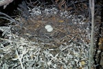 Reef heron | Matuku moana. Nest with 2 eggs. Hauraki Gulf, November 1964. Image © Department of Conservation (image ref: 10044393) by Dick Veitch, Department of Conservation.