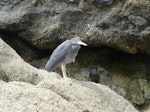 Reef heron | Matuku moana. Fledgling. Cornwallis Peninsula, Manukau Harbour, November 2015. Image © Jacqui Geux by Jacqui Geux.