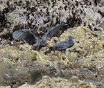 Reef heron | Matuku moana. Two fledglings, showing variation in bill colour. Cornwallis Peninsula, Manukau Harbour, November 2015. Image © Jacqui Geux by Jacqui Geux.