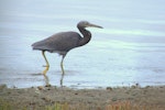 Reef heron | Matuku moana. Juvenile. Tawharanui Regional Park, March 2016. Image © Oscar Thomas by Oscar Thomas.