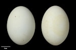 Reef heron | Matuku moana. Clutch (NMNZ OR.025362, collected by Richard Parrish). Motukaroro Island, Whangarei Harbour, January 1995. Image © Te Papa by Jean-Claude Stahl.