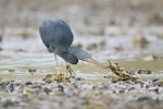 Reef heron | Matuku moana. Adult stalking prey. Port Charles, Coromandel Peninsula, May 2009. Image © Neil Fitzgerald by Neil Fitzgerald.