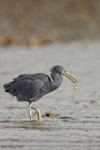 Reef heron | Matuku moana. Adult with small fish. Port Charles, Coromandel Peninsula, May 2009. Image © Neil Fitzgerald by Neil Fitzgerald.